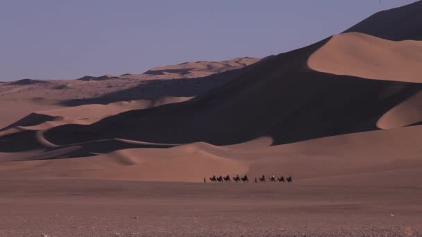 Paardrijden Kamelen Woestijn Kameel Caravan Bij Zonsondergang Ver Schot — Stockvideo