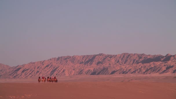 Cabalgando Camellos Desierto Camello Caravana Atardecer Tiro Distante — Vídeos de Stock