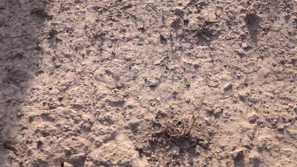 Zwarte Mieren Nest Ant Werken Kolonie Detail — Stockvideo