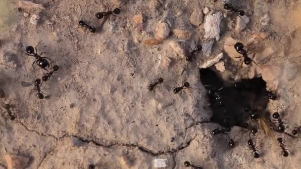 Φωλιά Μαύρο Μυρμήγκια Μυρμηγκιών Που Εργάζονται Αποικία Λεπτομέρεια — Αρχείο Βίντεο