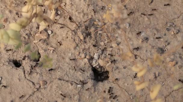 Formigas Negras Ninho Formiga Trabalhando Detalhes Colônia — Vídeo de Stock