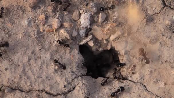 Nid Fourmis Noires Travail Des Fourmis Détail Des Colonies — Video