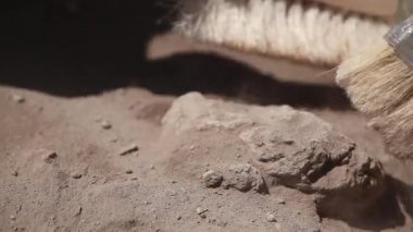 Arkeolojik araçları, site, yakın çekim, el ve araç üzerinde çalışma arkeolog