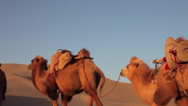 Cammello Carovana Nel Deserto Passando Attraverso — Video Stock