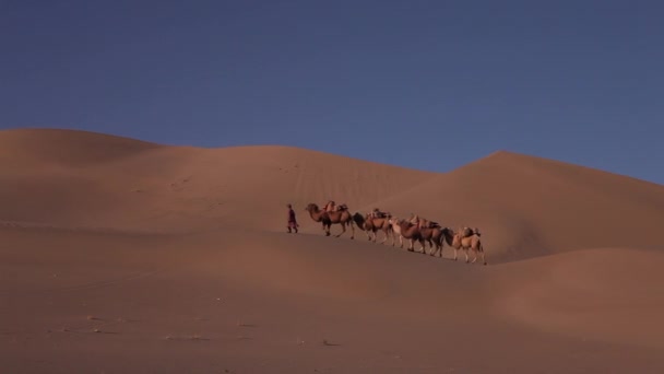 Caravana Camelo Deserto Passagem — Vídeo de Stock