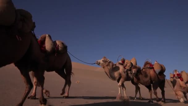 Kameel Caravan Woestijn Doorgeven — Stockvideo