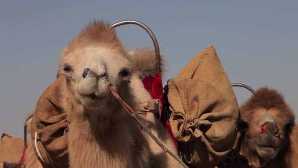 Καμήλα Τροχόσπιτο Στην Έρημο Περνώντας Μέσα Από — Αρχείο Βίντεο