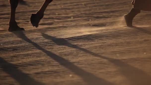 Верблюжих Караванів Пустелі Проходячи Через — стокове відео