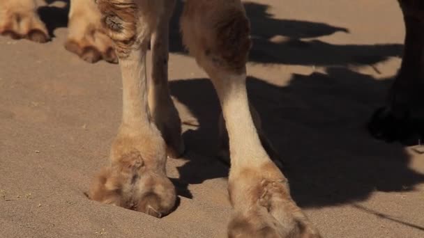 Camel caravane dans le désert, en passant par 