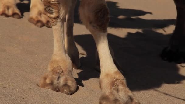 Camel Caravane Dans Désert Passant Par — Video