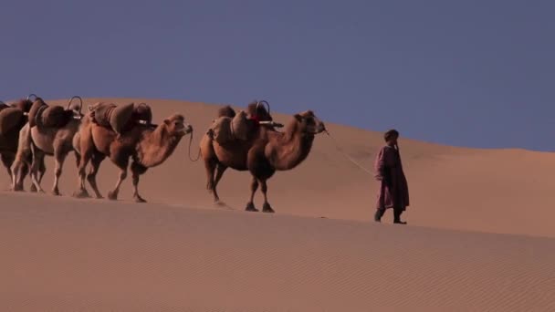 Καμήλα Τροχόσπιτο Στην Έρημο Περνώντας Μέσα Από — Αρχείο Βίντεο