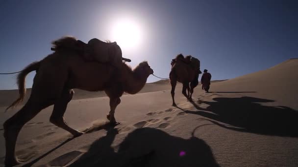Kamel Karavan Öknen Passerar Genom — Stockvideo