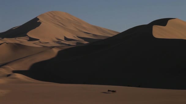 骆驼大篷车在沙漠中 — 图库视频影像