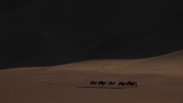 Cammello Carovana Nel Deserto Passando Attraverso — Video Stock