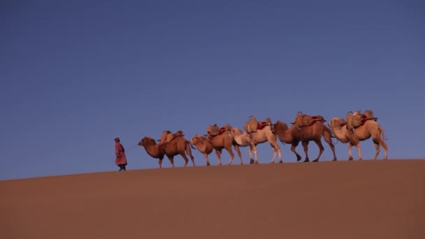 Caravana Camelo Deserto Passagem — Vídeo de Stock