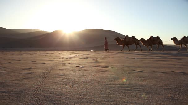 Caravana Camelo Deserto Passagem — Vídeo de Stock