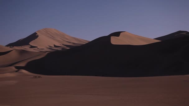 Camel Caravan Desert Passing — Stock Video