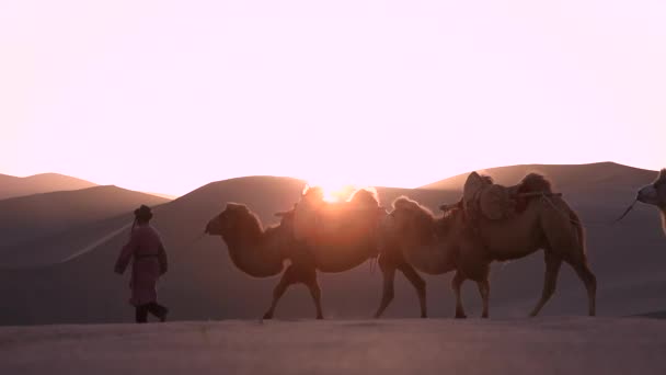 Cammello Carovana Nel Deserto Passando Attraverso — Video Stock