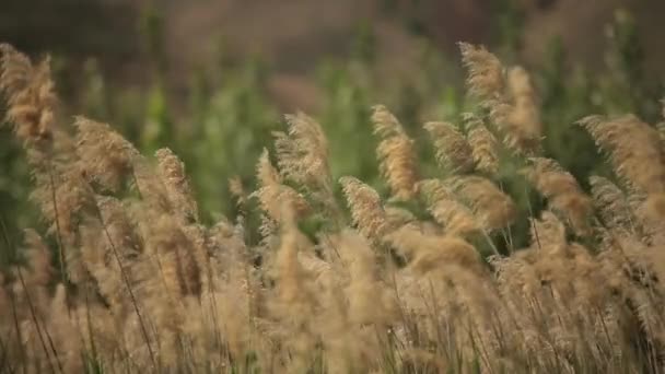 Reed Vento Contra Montanhas Durante Dia — Vídeo de Stock