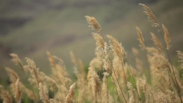 Trzcina Wietrze Góry Jazdy Dziennej — Wideo stockowe