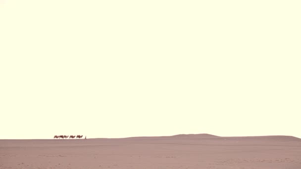 Караван Верблюдов Пустыне Проезжающий Мимо — стоковое видео