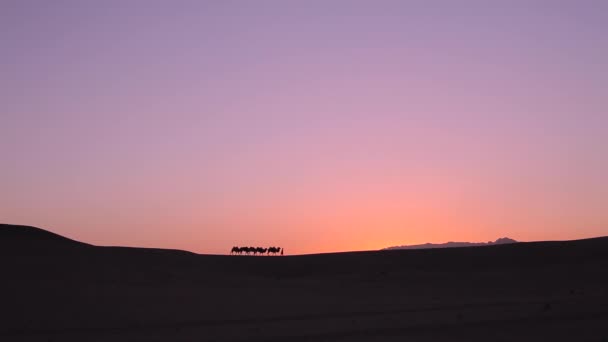 Kameel Caravan Silhouet Bij Zonsondergang Het Midden Van Woestijn — Stockvideo