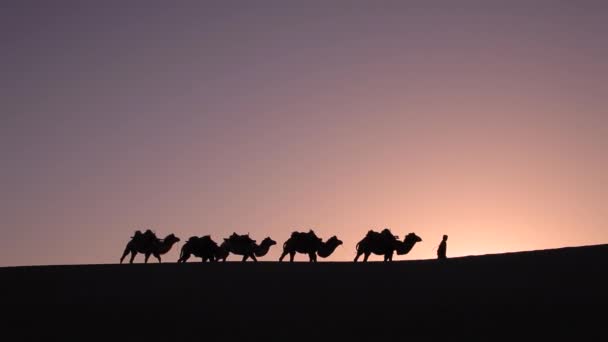 Camel Caravan Silhouette Sunset Middle Desert — Stock Video