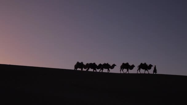 Kameel Caravan Silhouet Bij Zonsondergang Het Midden Van Woestijn — Stockvideo