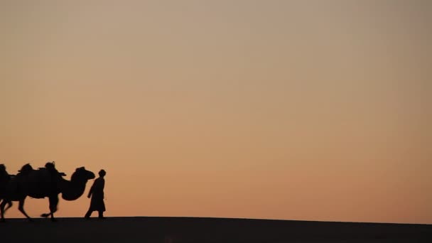 Silhueta Caravana Camelo Pôr Sol Meio Deserto — Vídeo de Stock