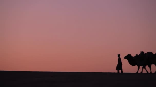 砂漠の真ん中で夕暮れ時のラクダのキャラバン シルエット — ストック動画