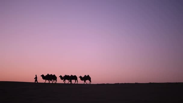 Camel Caravan Silhouette Atardecer Medio Del Desierto — Vídeo de stock