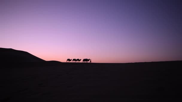 Καμήλα Τροχόσπιτο Σιλουέτα Στο Ηλιοβασίλεμα Στη Μέση Της Ερήμου — Αρχείο Βίντεο