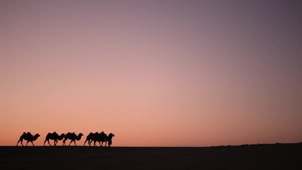 Kameel Caravan Silhouet Bij Zonsondergang Het Midden Van Woestijn — Stockvideo