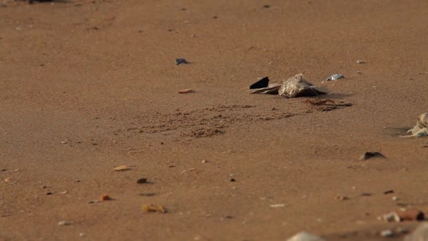 Minúsculo Caranguejo Praia Busca Comida Caranguejo Andando Devagar — Vídeo de Stock