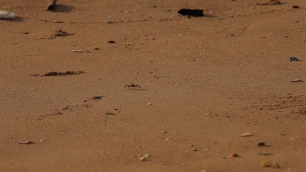 Egy Apró Rákok Strandon Keres Élelmiszer Rák Séta Lassú — Stock videók