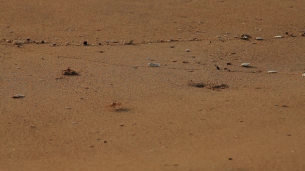 Ένα Μικροσκοπικό Καβούρια Στην Παραλία Αναζήτηση Τροφής Καβούρι Περπάτημα Αργό — Αρχείο Βίντεο
