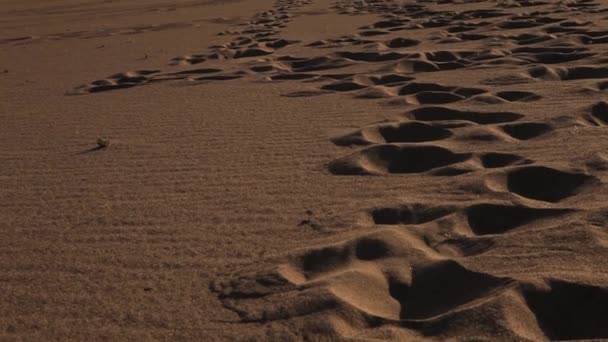 Footprints Desert — Stock Video