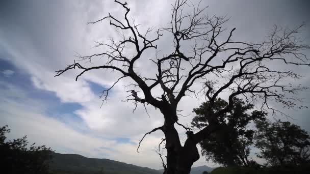 Uma Timelapse Linear Pan Atirando Contra Uma Árvore Seca Morta — Vídeo de Stock