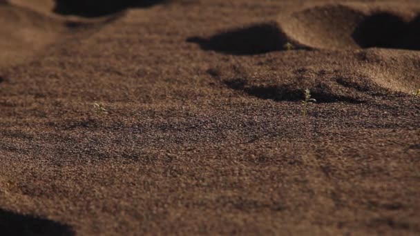 Песчаная Буря Пустыне Живописная — стоковое видео