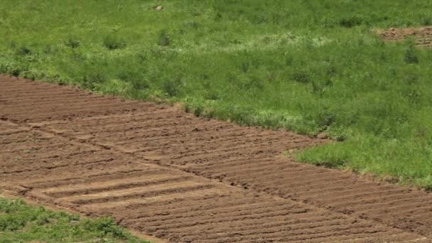 Bauern Bei Der Arbeit Mit Pflug Auf Dem Feld — Stockvideo