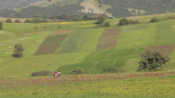 Yerinde Çiftçiler Ile Çalışma Tarlayı — Stok video