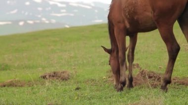 Hindistan kapı, Triumph Arc Delhi, kimse. Uçan kuşlar