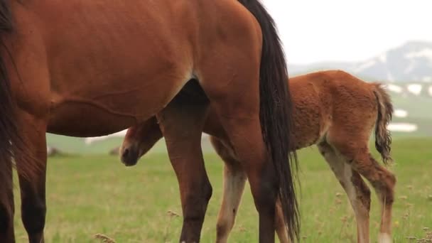Cavalo Mare Com Potro Nos Campos Pastando — Vídeo de Stock