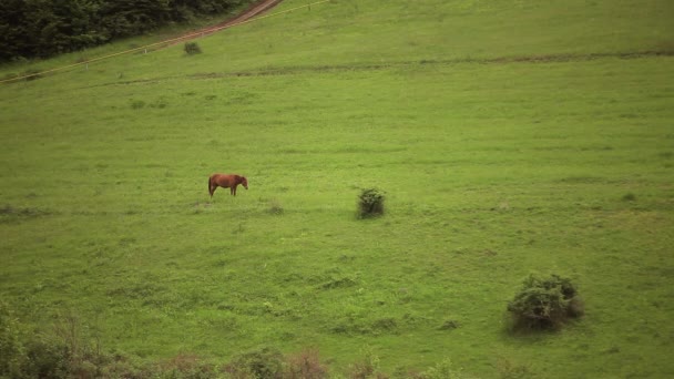Cavalos Pastando Vale Montanha — Vídeo de Stock