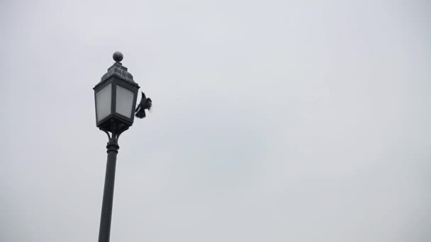 Птица Сидит City Lamp Post Daytime Индия Нью Дели — стоковое видео
