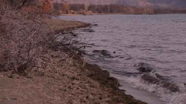 Onde Sulla Spiaggia Rocciosa — Video Stock