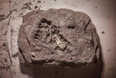 Dinosaur fossils, Jurassic era, Paleontological excavations clipart