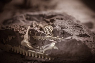 Dinosaur fossils, Jurassic era, Paleontological excavations clipart