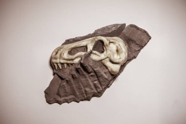 Tyrannosaurus rex skull, Paleontological excavations of dinosaur Jurassic era clipart