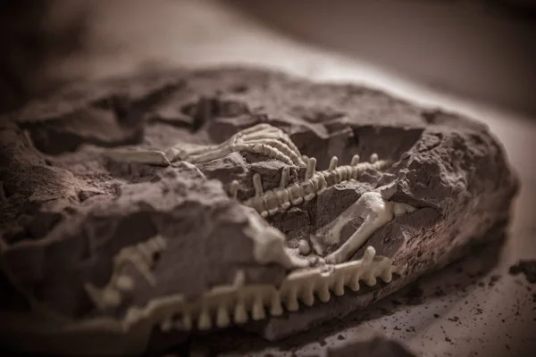 Skamieniałości Dinozaurów Epoki Jurajski Wykopaliska Paleontologiczne — Zdjęcie stockowe